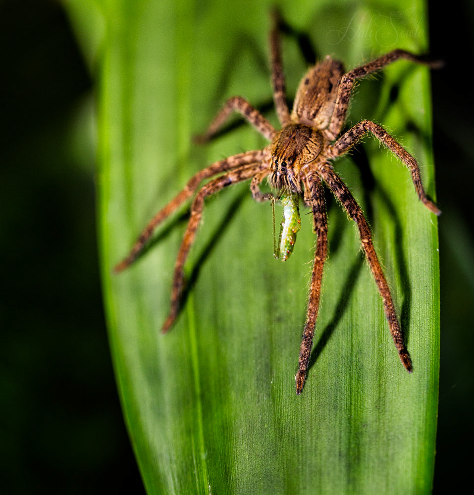 2014_11_12_CostaRica-10178-Edit1000.jpg - Nom, Nom, Nom.  The spiders we saw at night were not nearly as big as the ones we saw 2 years ago but they were still pretty big.  This one was enjoying a little snack, it didn't mind our flashlights doing a bit of illumination.