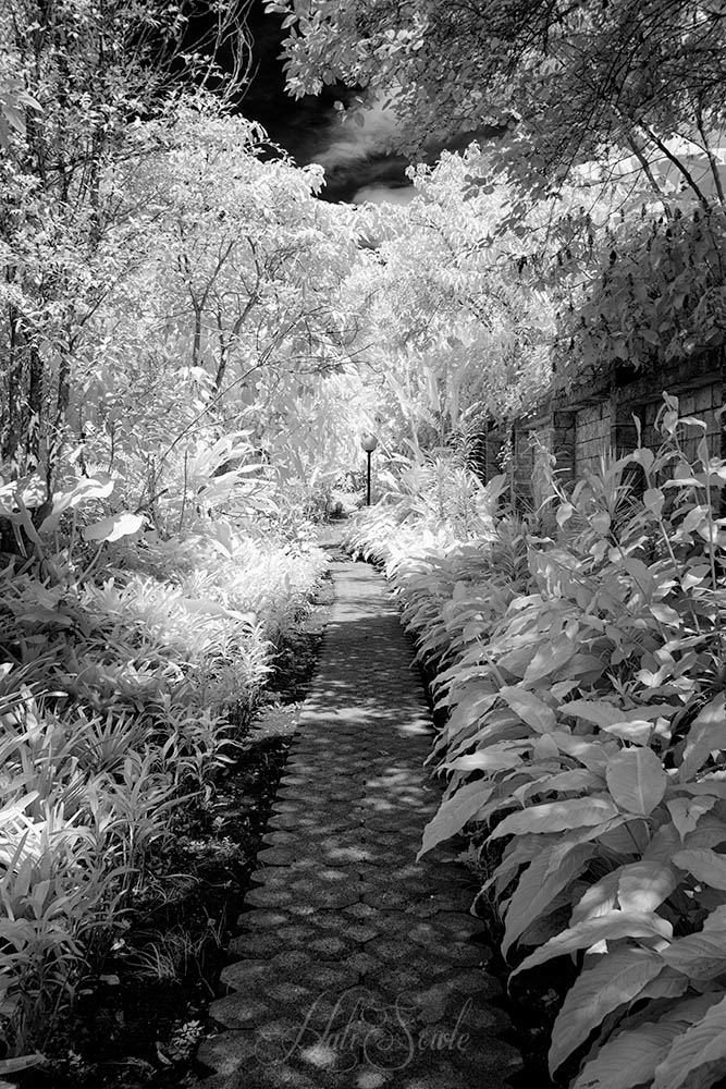 2014_11_13_CostaRica-10046-Edit1000.jpg - Down the path, One of the many paths at Hotel Bougainvillea, In Infra Red.