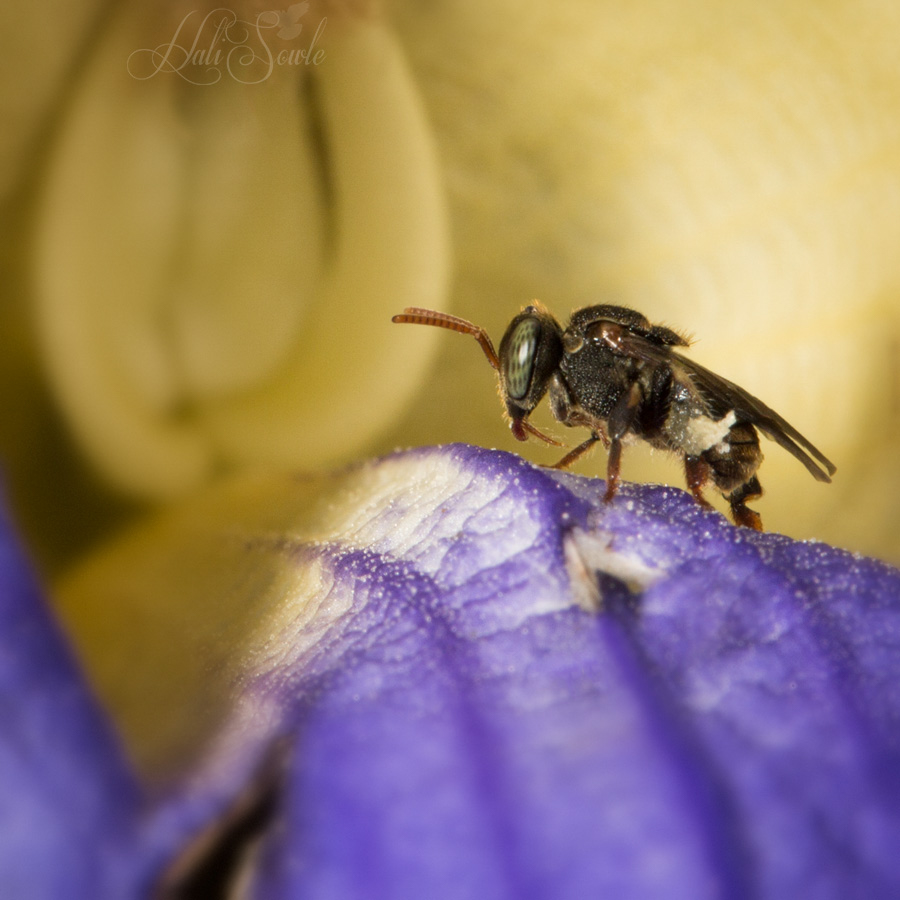 2014_11_13_CostaRica-10118-Edit1000.jpg - This little one wanted to Bee my friend.  It didn't mind me sneaking up awfully close as it was gorging itself on pollen.