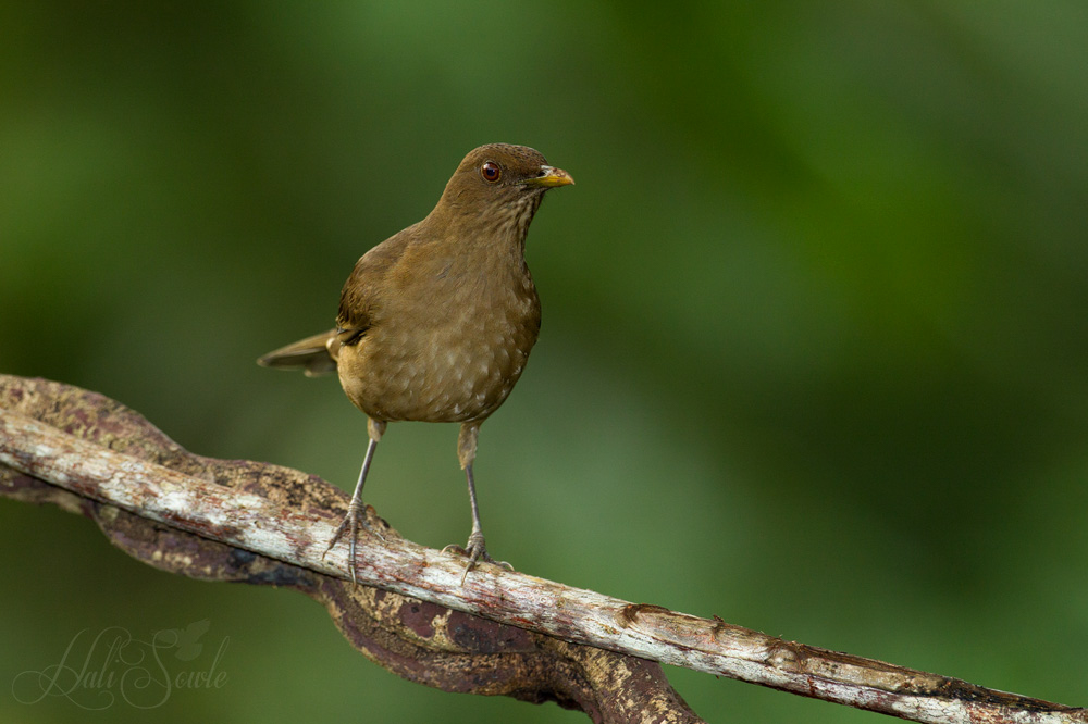 2014_11_14_CostaRica-10193-Edit1000.jpg - A Clay Colored Thrush, the national bird of Costa Rica.