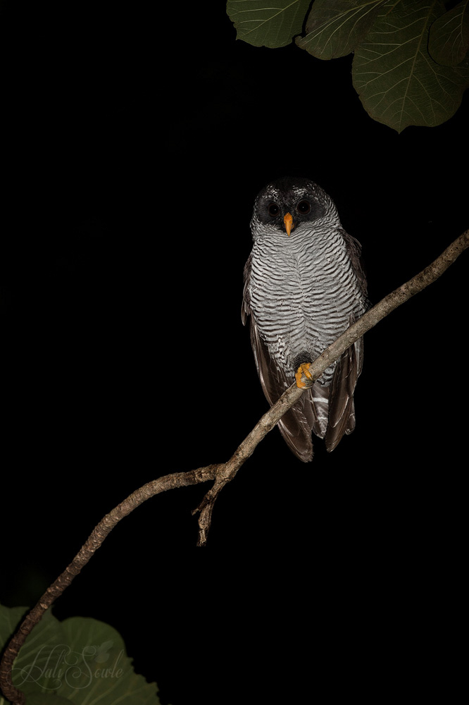 2014_11_14_CostaRica-10342-Edit1000.jpg - Black and White Owl.  There were a pair of these owls that are attracted to the bugs that hover around the parking lot lights.