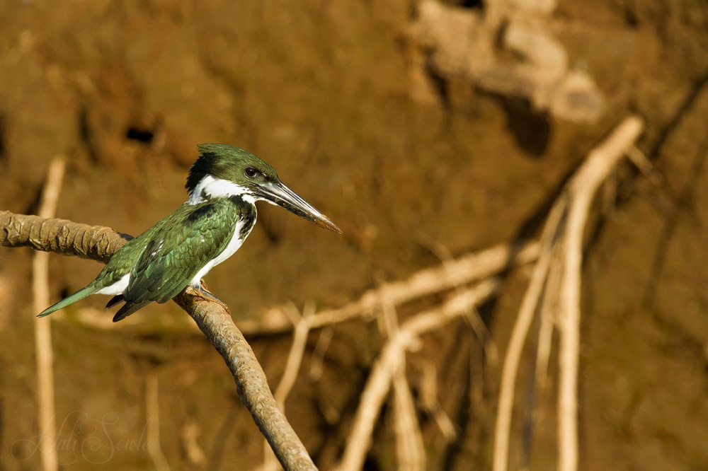 2014_11_15_CostaRica-10168-Edit1000.jpg - Amazon Kingfisher, one of the very first birds we saw on our morning boat trip along the Tarcoles river.  It's home is that hole in the mud wall behind it.