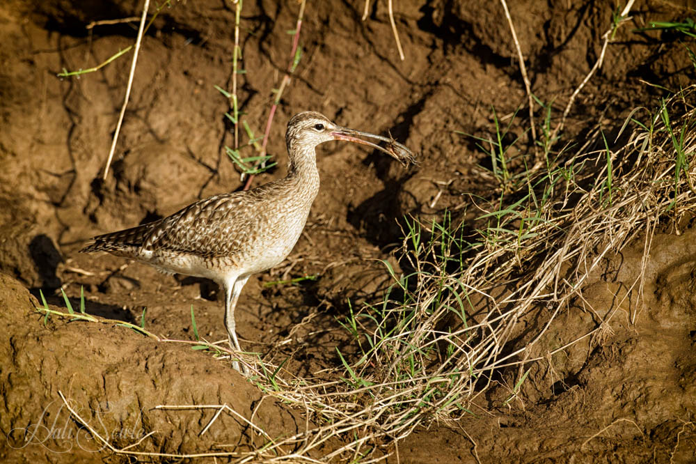 2014_11_15_CostaRica-10227-Edit1000.jpg - Whimbrel with a crab breakfast.