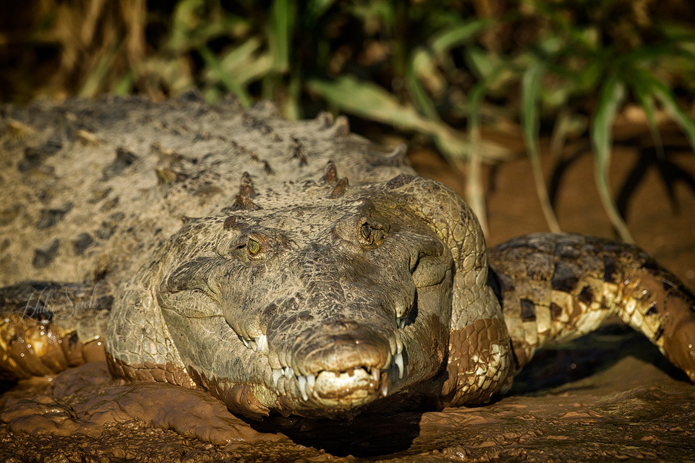 2014_11_15_CostaRica-10329-Edit1000.jpg - American Crocodile.  This fearsome guy was slowly making his way back into the water after a little warmup on the bank.