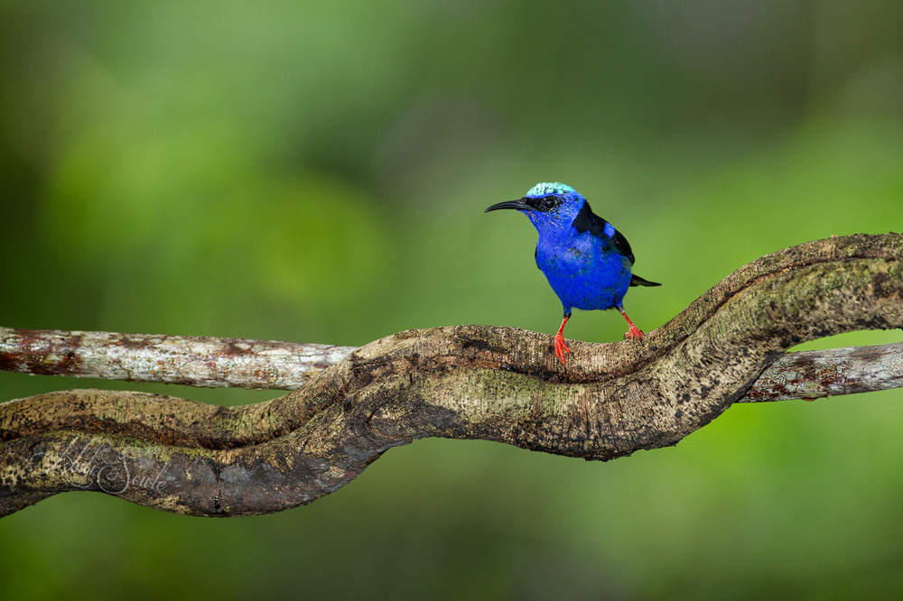 2014_11_15_CostaRica-11541-Edit1000.jpg - Another bird at the lodge - the Red legged Honey Creeper.