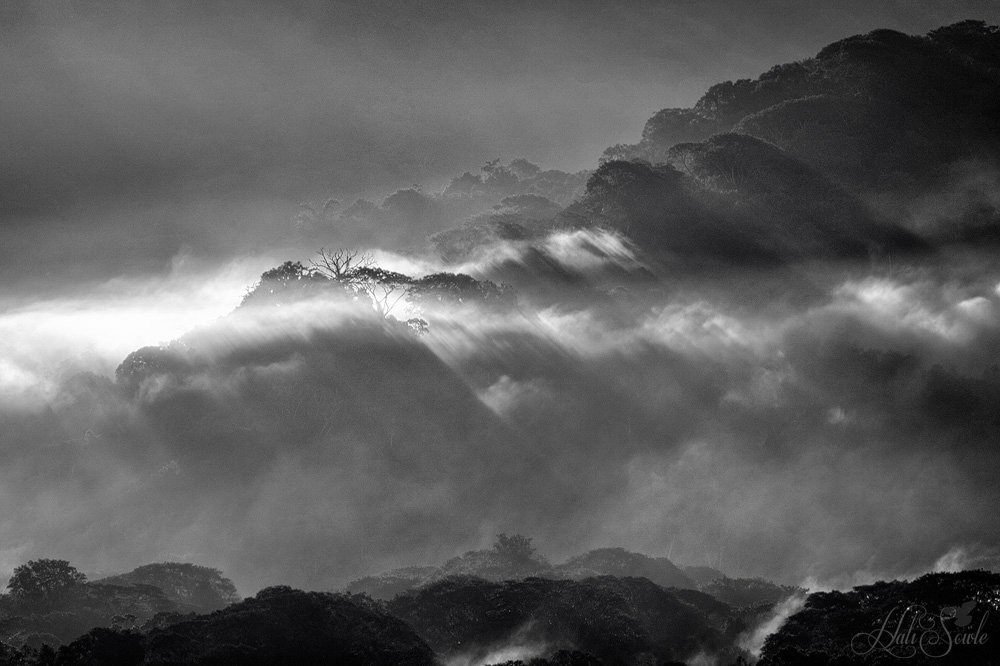 2014_11_16_CostaRica-10231-Edit1000.jpg - Morning light and mist.  If there is any image that reminds me of Costa Rica's rainforest it's the ones like this, the sun was just barely up and the rainforest was sheathed in fog with only glimpses of individual trees, and then for a few seconds the light would break through and cascade down almost like in sheets.  It only lasted a few minutes before the mist disappeared as the sun climbed higher in the sky.