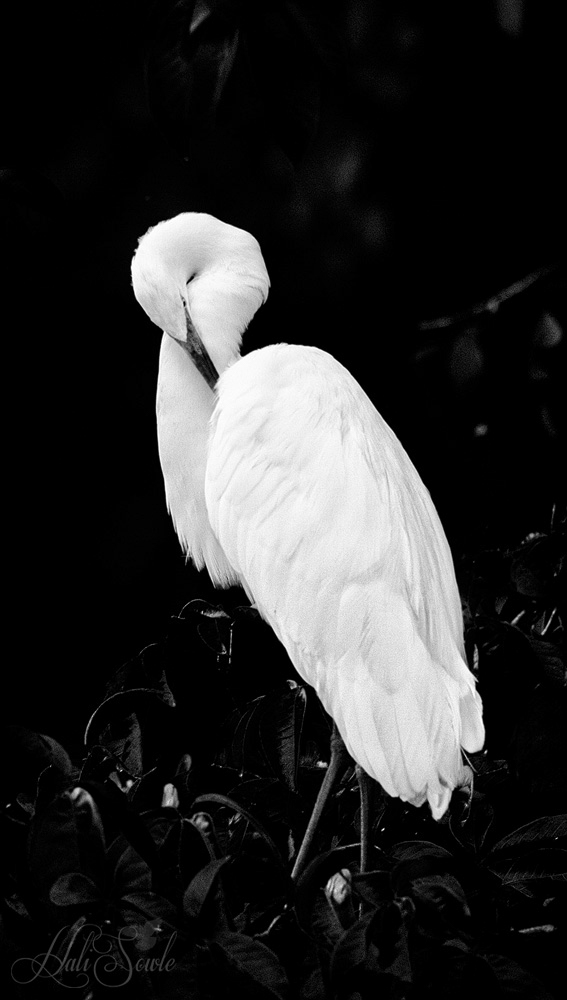 2014_11_16_CostaRica-12603-Edit1000.jpg - Great Egret, preening itself during a break in the rain.