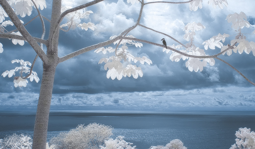 2014_11_17_CostaRica-10214_Edit1000.jpg - White Collared Puff Bird overlooking the Pacific Ocean.  Infra Red.