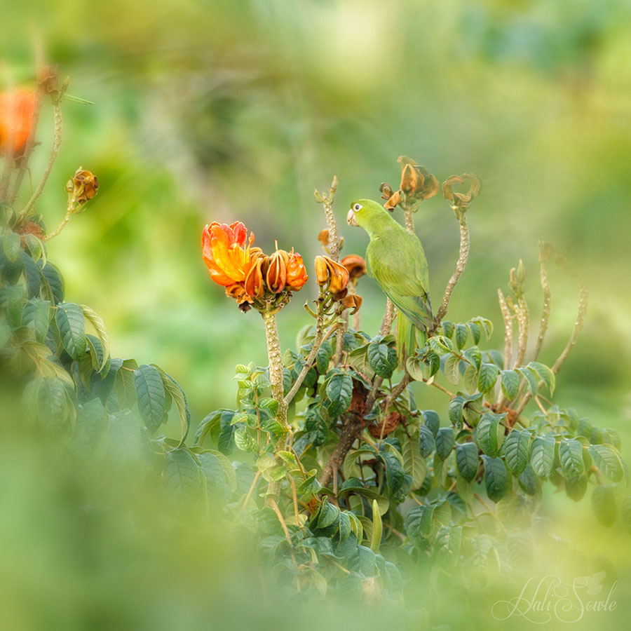 2014_11_18_CostaRica-10116-Edit1000.jpg - Green Parakeet at the lodge grounds, early morning.