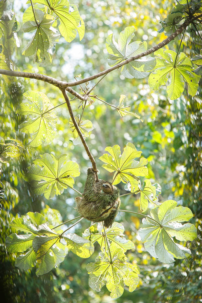 2014_11_18_CostaRica-10167-Edit1000.jpg - Three Toed sloth at Manuel Antonio National Park.  I have to say this was probably one of the toughest shots I took all trip, finding a spot through the trees at just the right angle and then just having the patience to wait wait for it to very.slowly.turn.it's.head was excruciating but so worth it.  A big thanks to Greg for taking us there to get to see these ugly beautiful creatures and to Jose for helping me find the right spot and coach me through it.