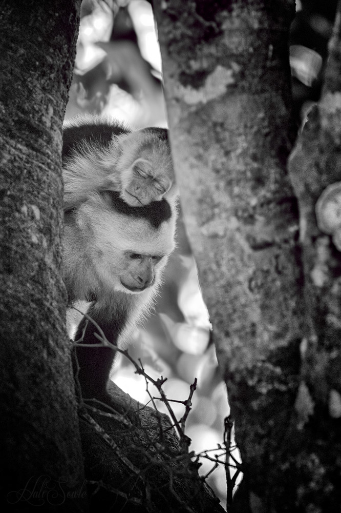 2014_11_18_CostaRica-10360-Edit1000_SEP.jpg - sleepy time.  Capuchin monkey and baby.  That baby didn't seem to wake up no matter where it's parent carried it.