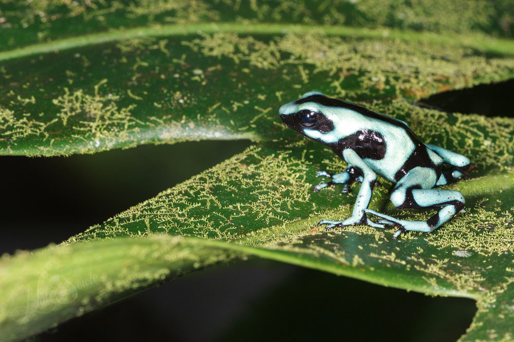2014_11_19_CostaRica-10215-Edit1000.jpg - Green and Black poison dart frog, captive.  Also at the reptile house.