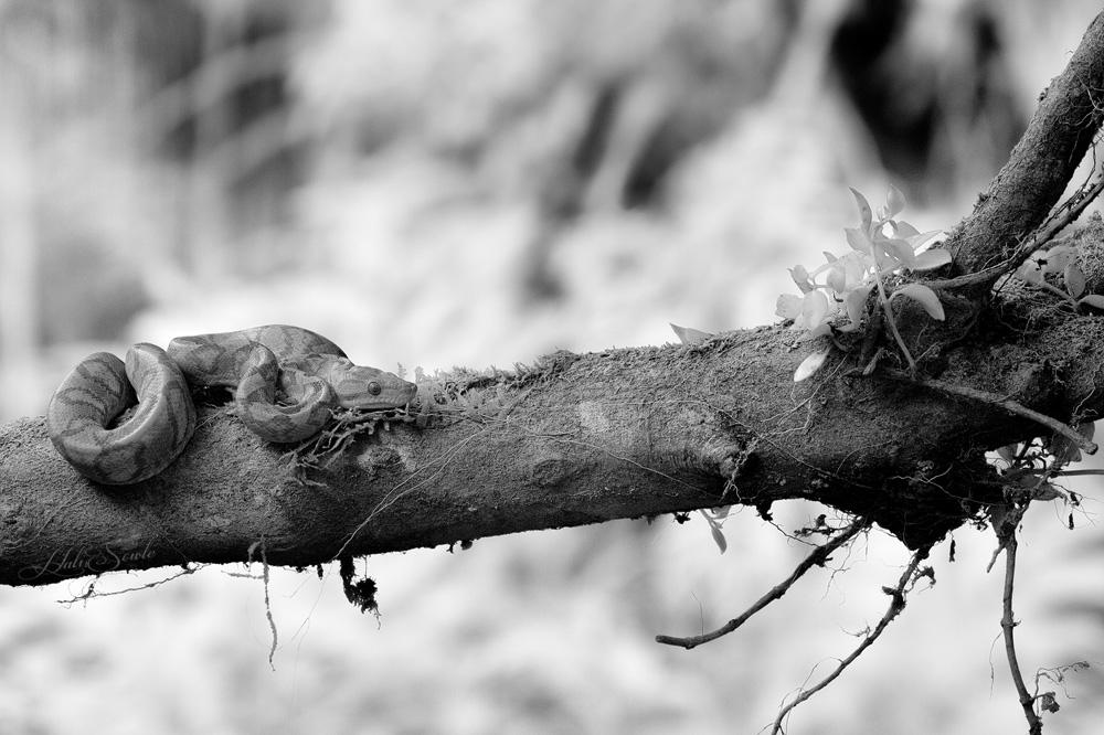 2014_11_19_CostaRica-10308-Edit1000.jpg - Boa, in Infra Red, captive.