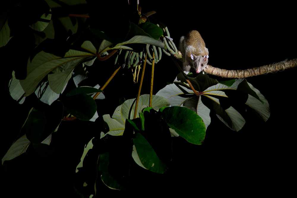 2014_11_19_CostaRica-10320-Edit1000.jpg - We were very lucky one night at the lodge to catch a glimpse of this Derby's Woolly Opossum.  The Derby's Woolly Opossum has a tail that is longer than it's body and head and makes up two thirds of it's total length.  The Derby's Woolly Opossum sleeps in a ball with it's tail wrapped around it.