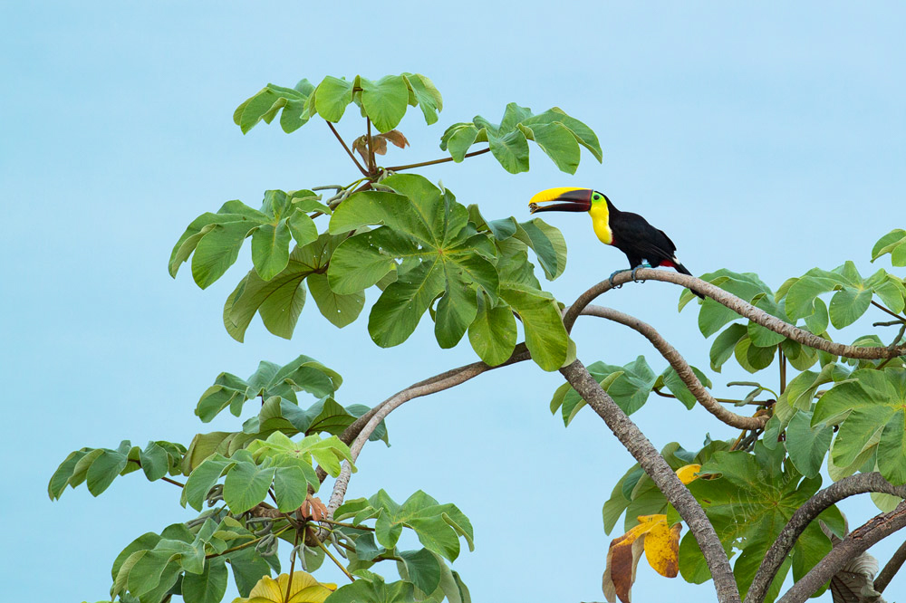 2014_11_20_CostaRica-10020-Edit1000.jpg - Despite the thunderstorm the night before, the next morning was blue skies and what is better than a Chestnut-mandibled Toucan with a nut against a blue sky?