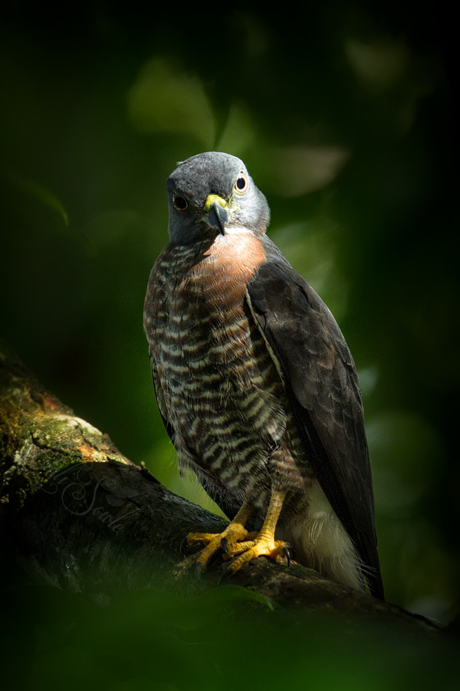 2014_11_20_CostaRica-10245-Edit1000.jpg - Jose saw this Roadside Hawk hiding up in the tree and pointed it out to me as we were packing to leave the La Cusinga Lodge.