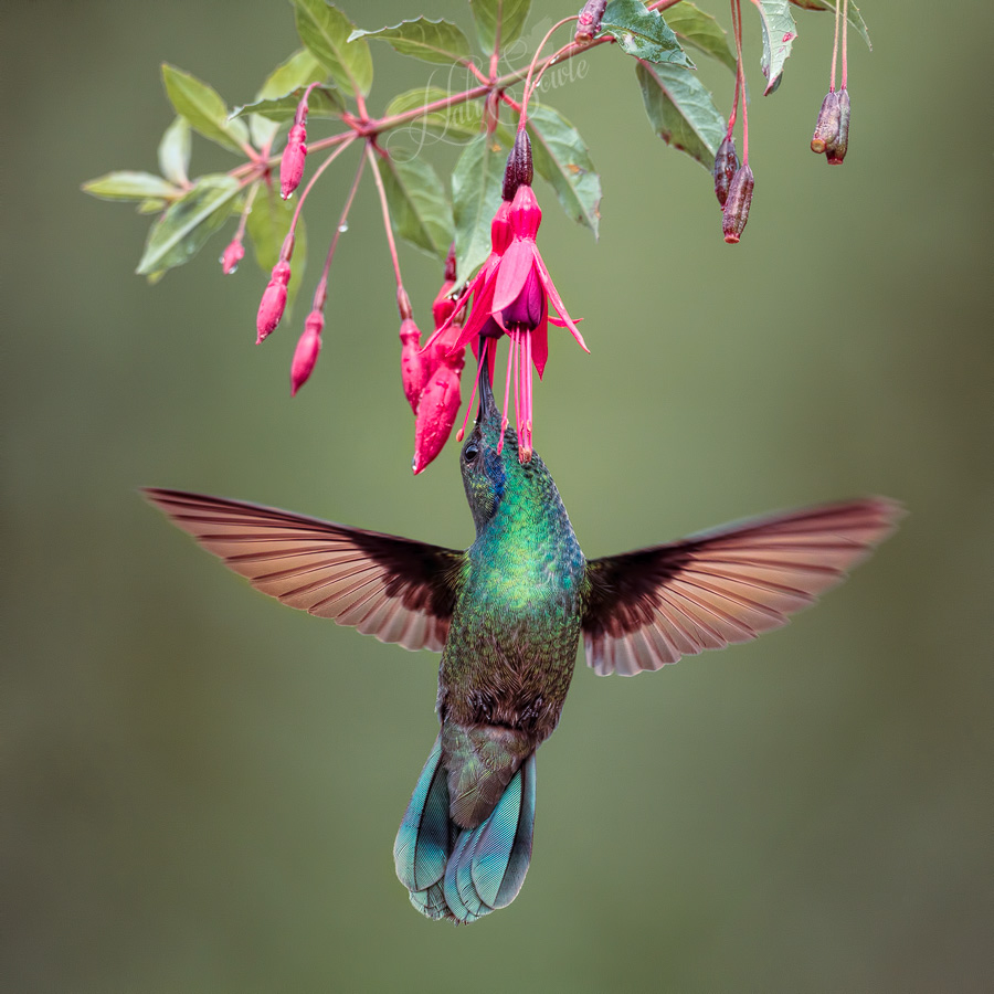 2014_11_20_CostaRica-10703-Edit1000.jpg - Green Violetear Hummingbird sipping sugar water.  Mike and I were standing at an angle to each other and although we caught the same bird at the same moment our images are different because of that.