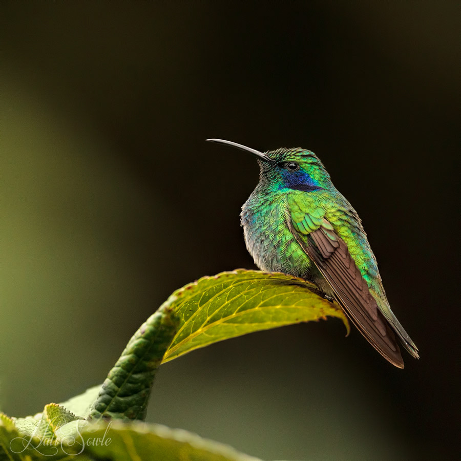 2014_11_20_CostaRica-10870-Edit1000.jpg - Green Violet-ear at rest.