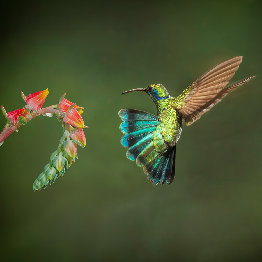 2014_11_21_CostaRica-10198-Edit1000.jpg - Green Violet-ear hummingbird.