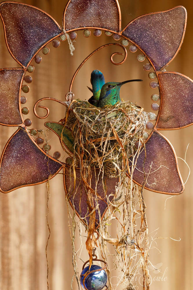 2014_11_21_CostaRica-10357-Edit1000.jpg - An unusual, but beautiful place to build a nest.  This green violetear hummingbird built a nest in the sun catcher along side one of the buildings at Savegre Mountain lodge.