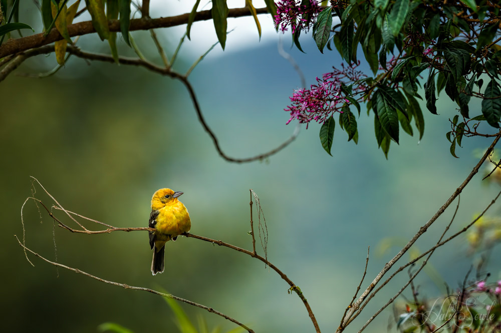 2014_11_21_CostaRica-10363-Edit1000.jpg - There was an incredible diversity of birds at the lodge, this is a black thighed grossbeak.