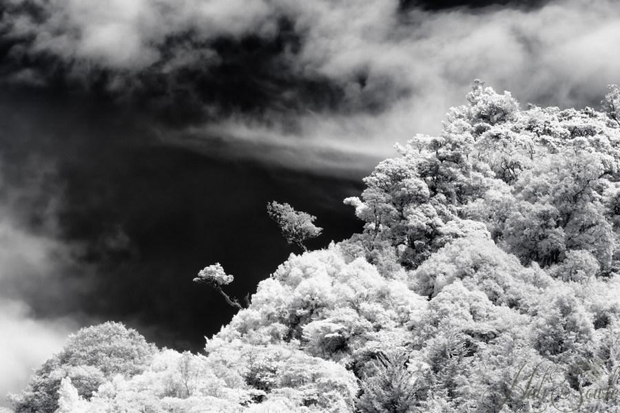 2014_11_21_CostaRica-10470-Edit1000.jpg - Up on the ridge, in Infra Red.