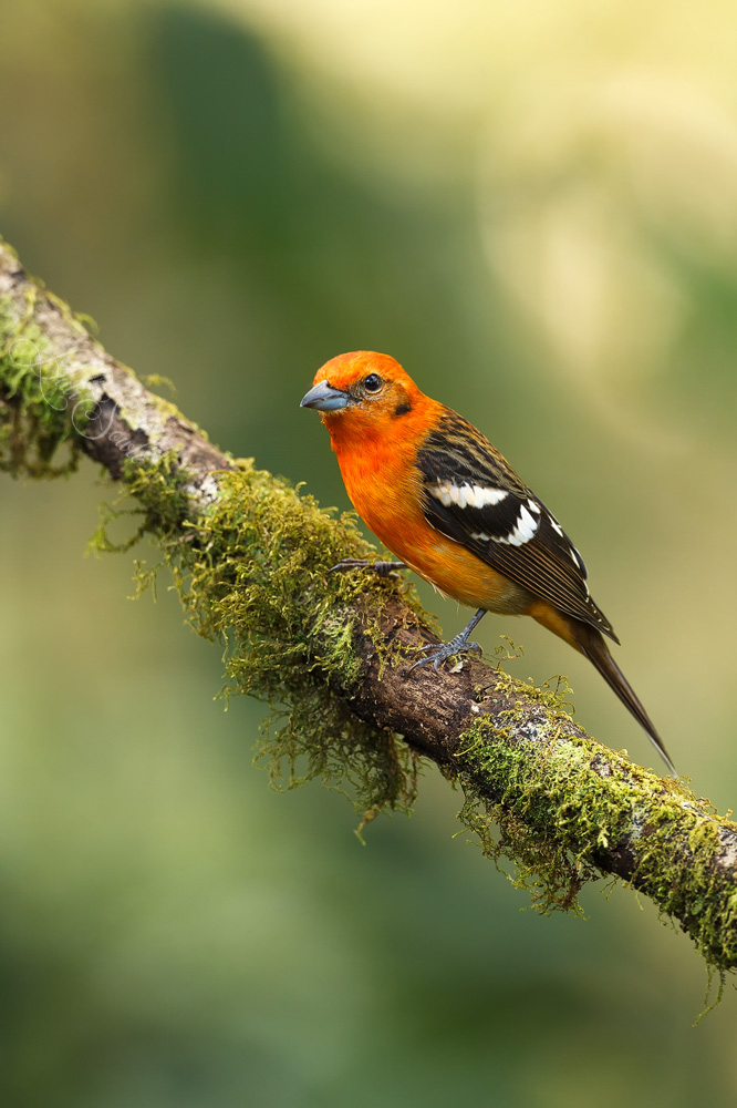 2014_11_21_CostaRica-10671-Edit1000.jpg - Flame colored Tanager.