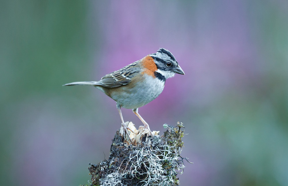2014_11_21_CostaRica-10938-Edit1000.jpg - Rufous collared-sparrow.