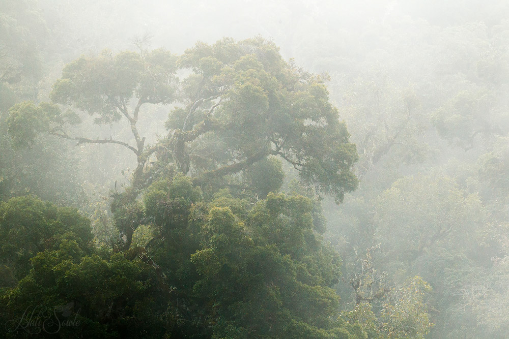 2014_11_22_CostaRica-10432-Edit1000.jpg - Our last afternoon at Savegre we came back from looking for the elusive Resplendent Quetzal and the mist was moving in and out over the forest creating a moody feel.