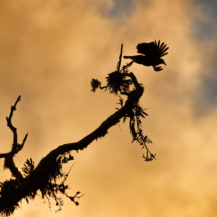 2014_11_22_CostaRica-10528-Edit1000.jpg - And then there were none.  It started with three black vultures on this tree and as the light faded one by one they left.