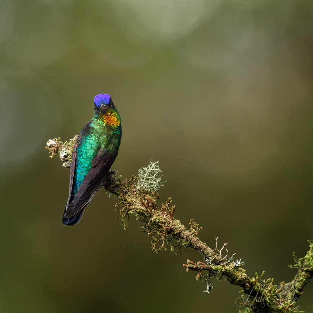 2014_11_23_CostaRica-10476-Edit1000.jpg - Fiery-throated hummingbird. The colors of the head and gorget of these little hummingbirds was amazing, you could only see them when the bird was perched and turned towards you catching the light at a certain angle
