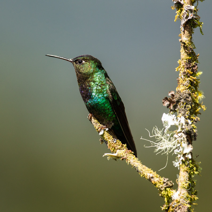 2014_11_23_CostaRica-10519-Edit1000.jpg - Fiery Throated Hummingbird at rest