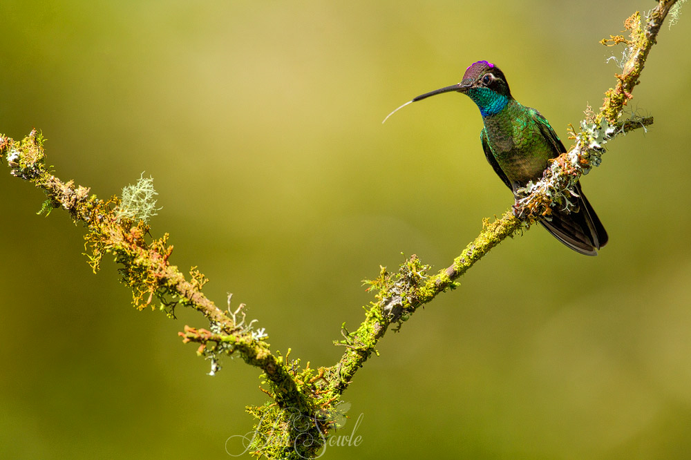 2014_11_23_CostaRica-10540-Edit1000.jpg - Magnificient Hummingbird tasting the air.
