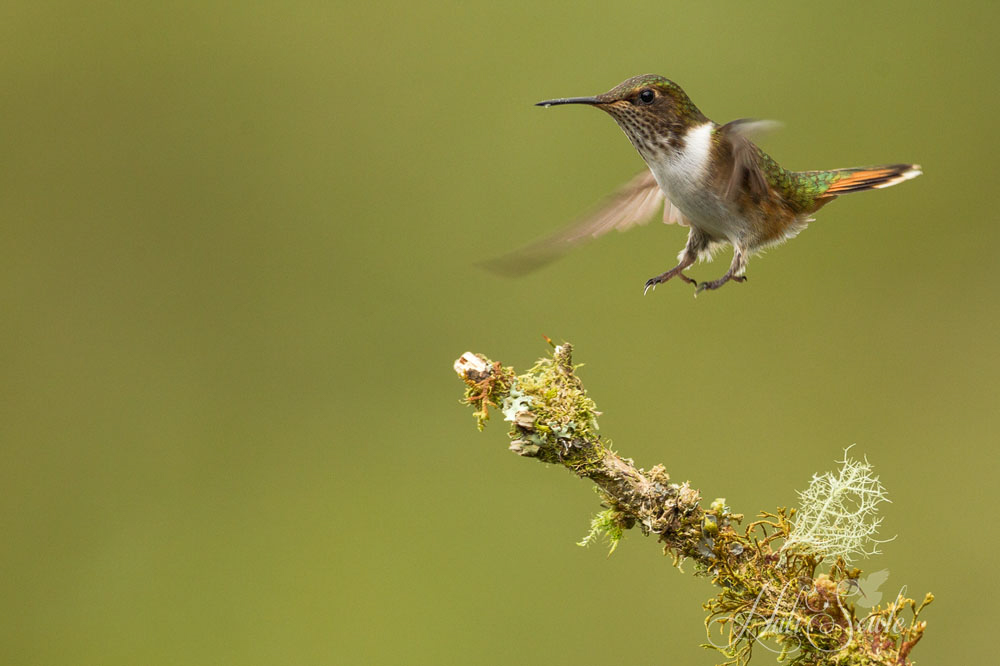 2014_11_23_CostaRica-10743-Edit1000.jpg - A wee male Volcano Hummingbird  coming in for a landing