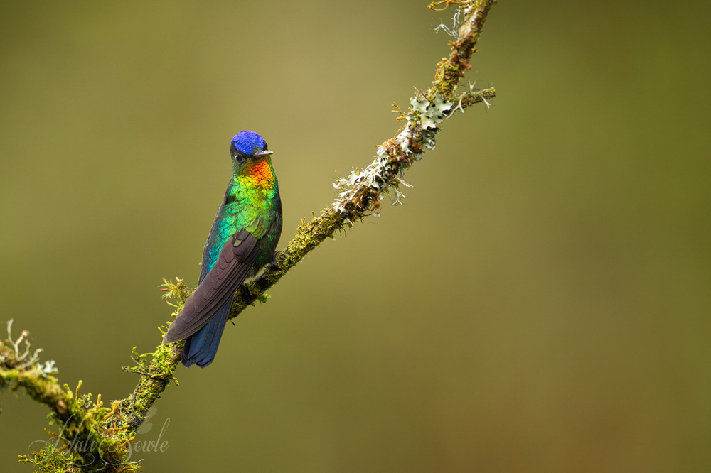 2014_11_23_CostaRica-10767-Edit1000.jpg - One last look at a Fiery Throated Hummingbird before we left for San Jose and then back home.