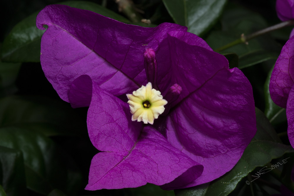 _JMS0289.jpg - It's just a flower picture, but enjoy it because it's the only flower picture from the entire trip.