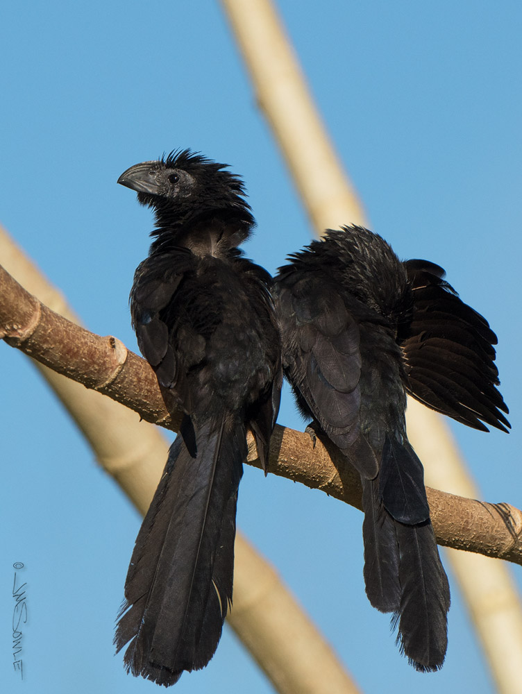 _JMS0648.jpg - Groove-billed Ani