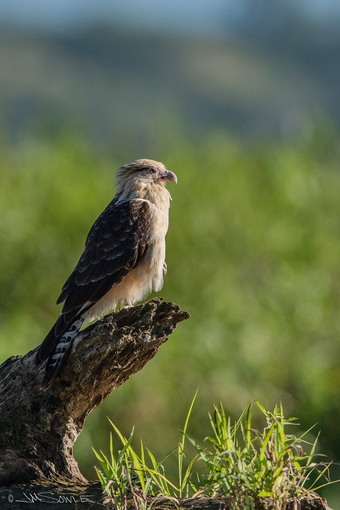 _JMS0962.jpg - Yellow-headed Caracara.  These are cool looking raptors with a cool sounding name (go ahead and say it -- it's fun).  CARA-CARA!  There are even more-fun names yet to come...