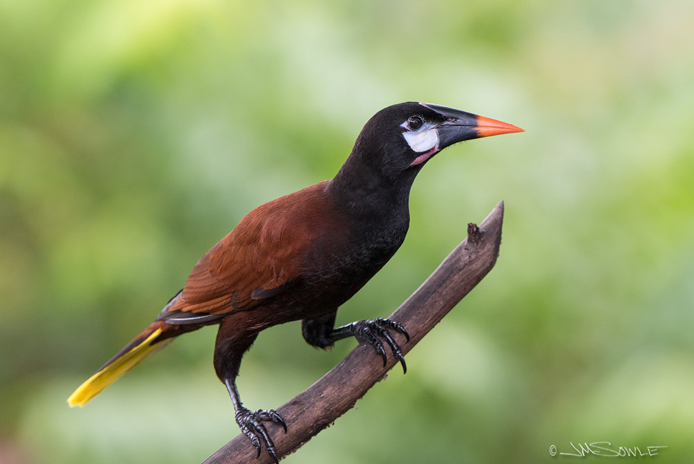 _JMS1320.jpg - Oropendola is another fun bird name.  I highly recommend that you listen to song of the magnificent Montezuma Oropendola at this link:  http://sounds.bl.uk/Environment/Listen-to-Nature/022M-LISTNAT00299-0001V0 