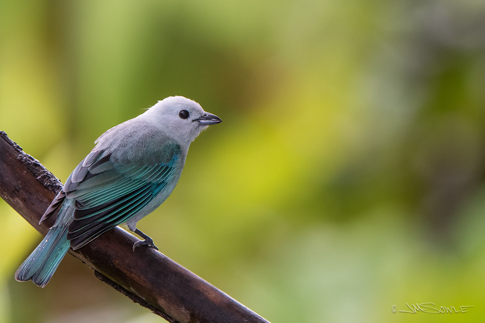 _JMS1391.jpg - A Blue-gray Tanager with a few rain drops on it's tail feathers.