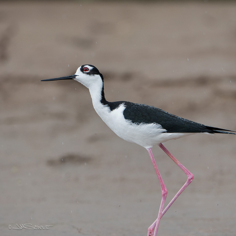 _JMS1692B.jpg - This Black-necked Stilt was taking a look up at the sky -- perhaps wondering if it was going to stop raining.