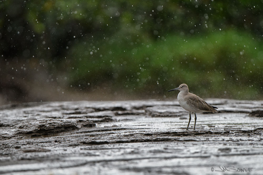 _JMS1809.jpg - A wet Willet, on the muddy shore of the Tarcoles River.