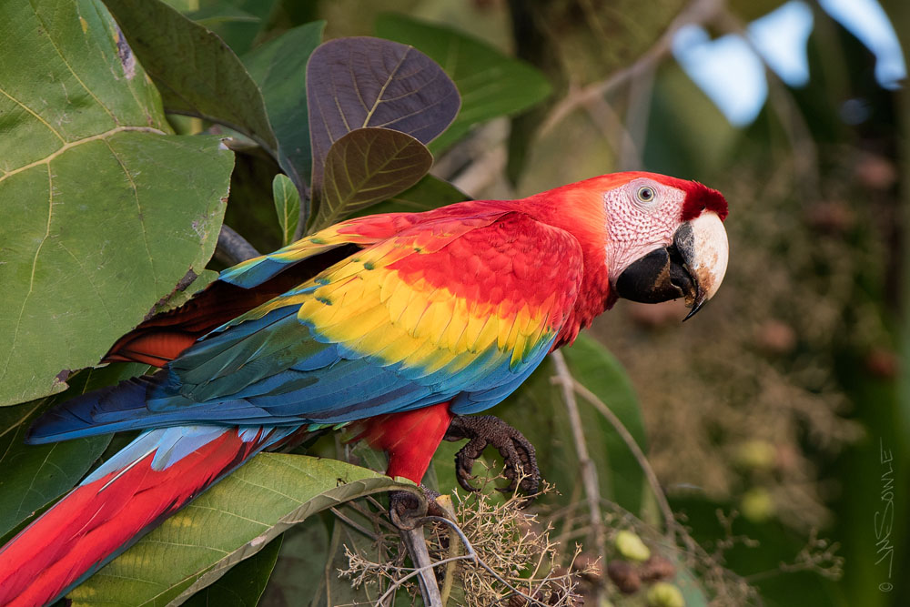 _JMS2244.jpg - An early morning shot of a Scarlet Macaw, feeding on Teak nuts.
