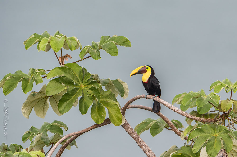 _JMS2415.jpg - A Chestnut-mandibled Toucan as seen from the overlook at the La Cusinga Lodge on a cloudy morning.