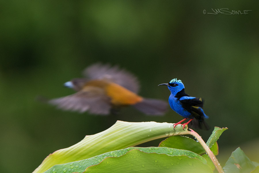 _JMS2442.jpg - Another shot of a Red-legged Honeycreeper.