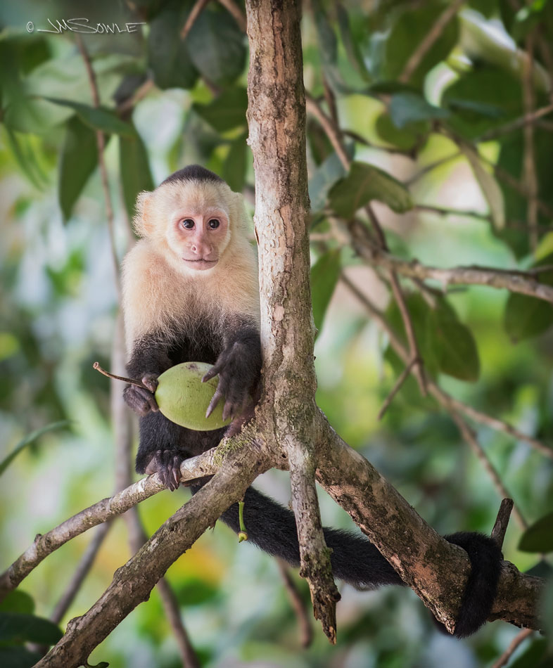 _JMS2627_2DES.jpg - There is a very nice beach at the Manuel Antonio National Park.  Tourists and locals come and bring their beach bags and backpacks.  Those bags often have food.  Some of the more resourceful wildlife has figure that out.  This White-faced Capuchin is trying to take a bite of this too-big piece of fruit.