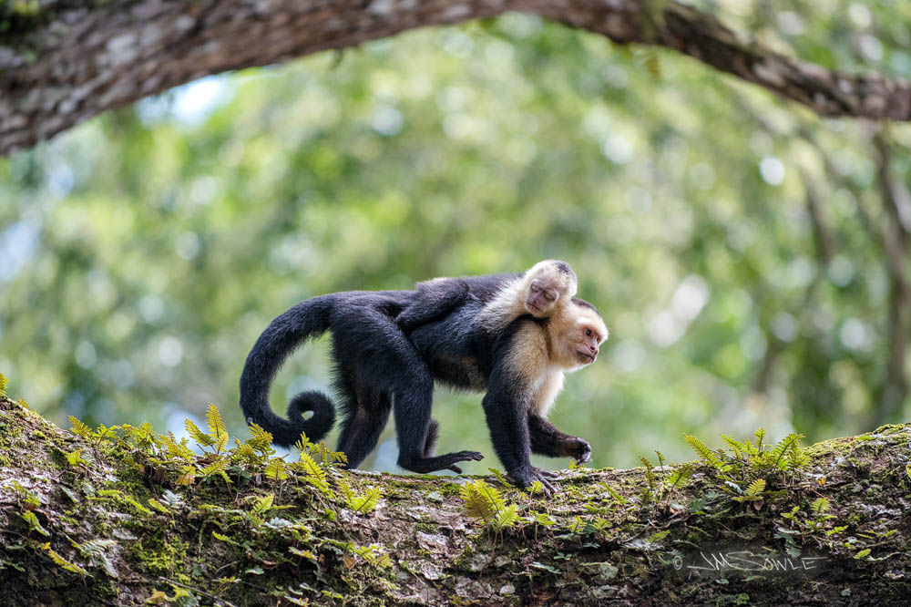 _JMS2717DF.jpg - The monkeys come because the tourists come, and then more tourists come to see the monkeys.  Everyone wins!