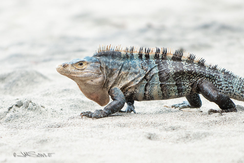 _JMS2847.jpg - Everyone likes going to the beach.  This visitor will not open your backpack, though.