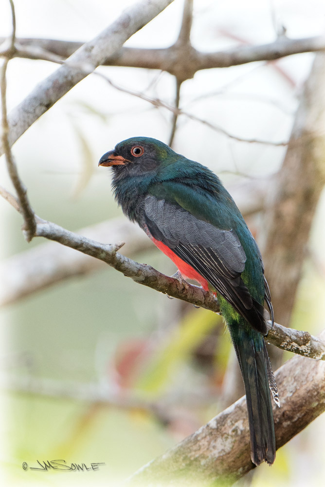 _JMS2936.jpg - A Trogon -- maybe a Slaty-tailed Trogon.  I'm not sure.  This another fun bird name to say.  TROGON.  It's sounds like an alien invader!