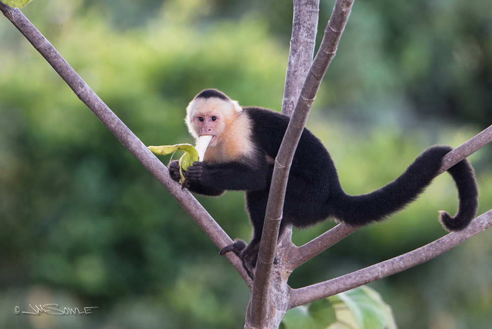 _JMS2974.jpg - The staff at La Cusinga would put out bunches of bananas in the trees in the morning (I suppose to lure them in for tourists to photograph).  Even so, the White-faced Capuchin monkeys would sweep in and back out pretty quickly.  I managed to snap this one enjoying the prize during the escape.